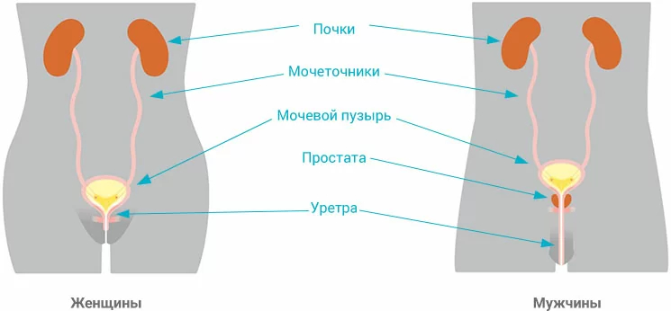 как писает русская женщина